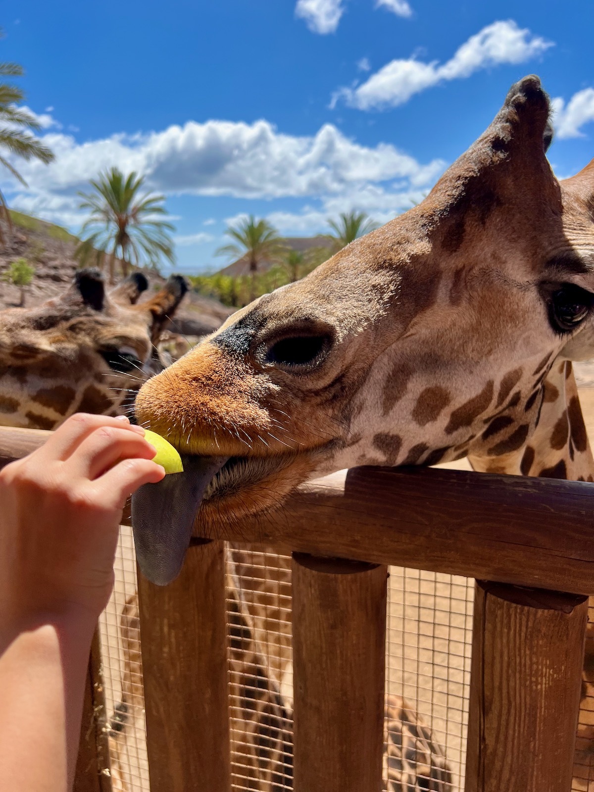 Giraffe feeding in the zoo
